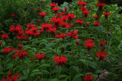 IMG_0262.JPG Bergamot  beebalm