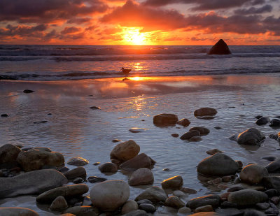 Oyster Catcher Sunset.jpg