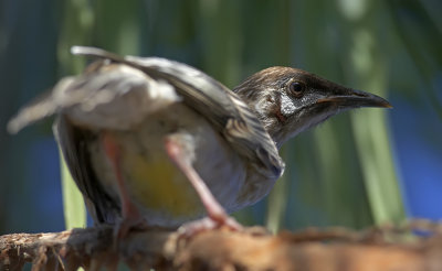 Wattle Bird