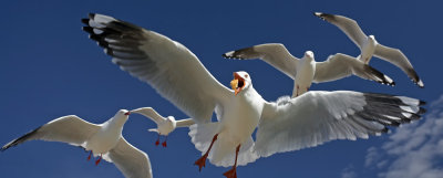 Aerial Repast.jpg