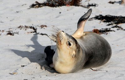 Australian Sea Lion.jpg