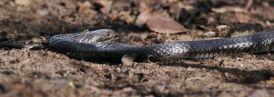 Black Snake.jpg
