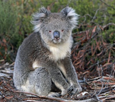 KI Koala.jpg