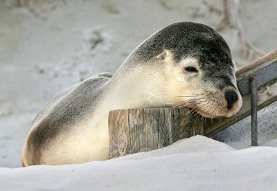 Lounging Sea Lion.jpg