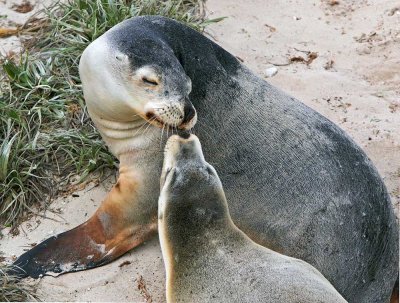 Mother and Pup.jpg