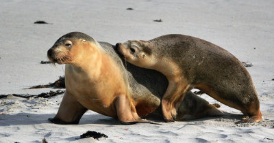 Mother and Pup_3.jpg