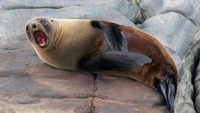 New Zealand Fur Seal.jpg