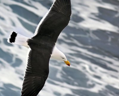 Pacific Gull_4.jpg