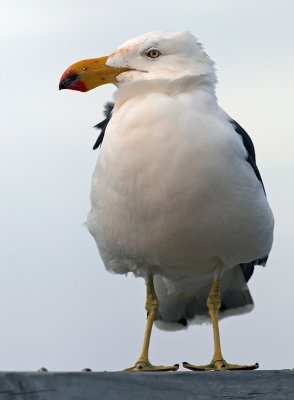 Pacific Gull_5.jpg