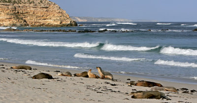 Seal Bay KI.jpg