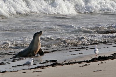 Seal Bay KI_2.jpg