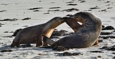 Seal Secrets.jpg