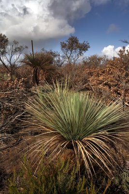 KI Bushland.jpg