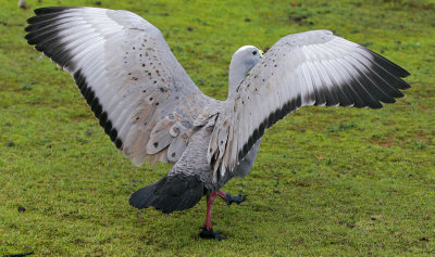 Cape Barren Goose.jpg