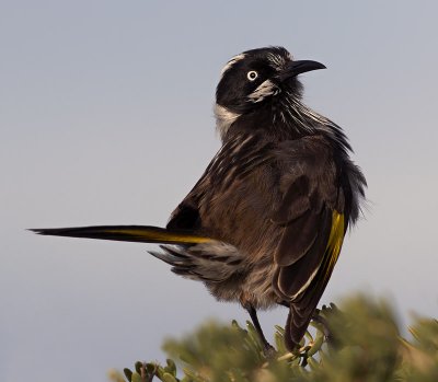New Holland Honey Eater_8.jpg