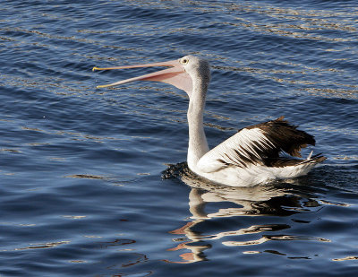 Nepean Bay Pelican.jpg
