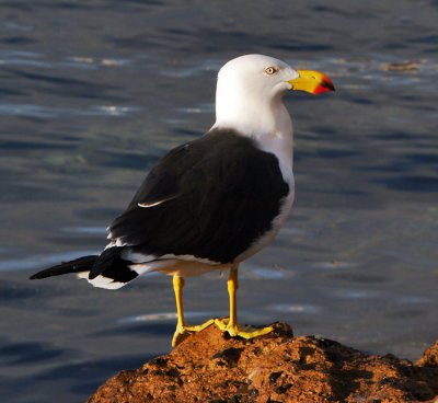 Pacific Gull.jpg