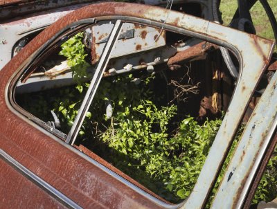 Overgrown.jpg