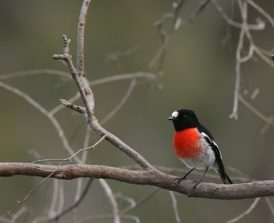 Scarlet Chested Robin.jpg