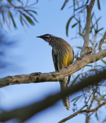 Wattle Bird.jpg