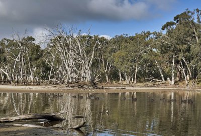 Duck Lagoon_4.jpg