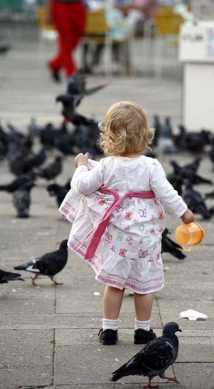 Fearless pigeon hunter