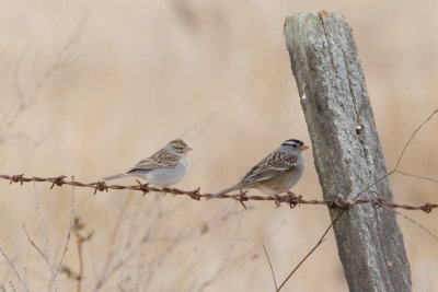 White-crowned Sparrows on fence