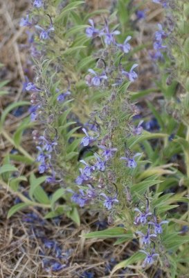 Woolly Blue Curls, a.k.a Vinegar Weed (Trichosstema lanceolatum)