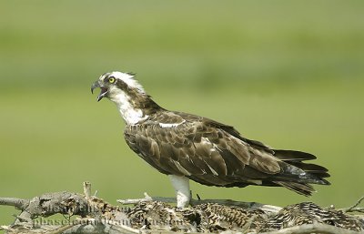 Balbuzard Pcheur (Osprey)