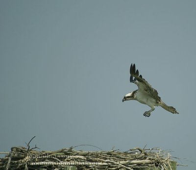 Balbuzard Pcheur (Osprey)