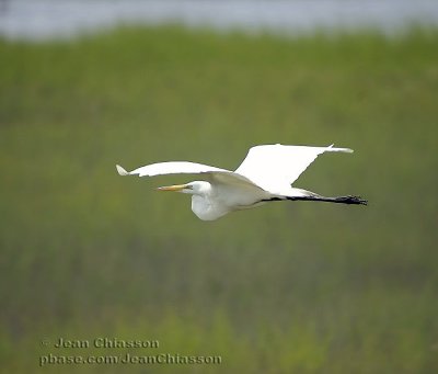 Grand Aigrette (Great Egret)