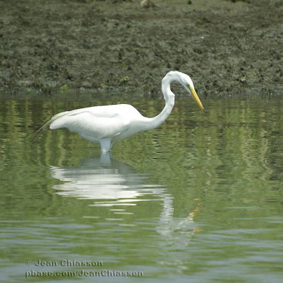 Grand Aigrette (Great Egret)