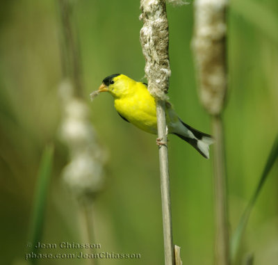 Chardonneret jaune ( American Goldfinch