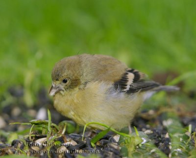 Chardonneret jaune ( American Goldfinch