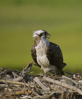 Balbuzard Pêcheur (Osprey)