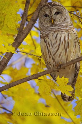 Chouette Raye  (Barred Owl