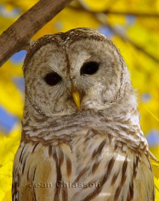 Chouette Raye  (Barred Owl