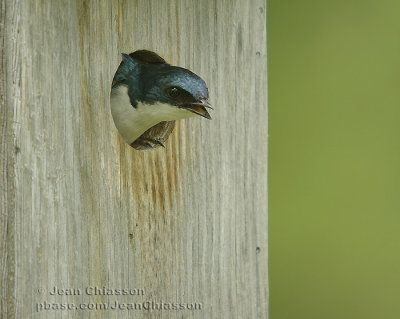 Hirondelle Bicolore(Tree swallow)