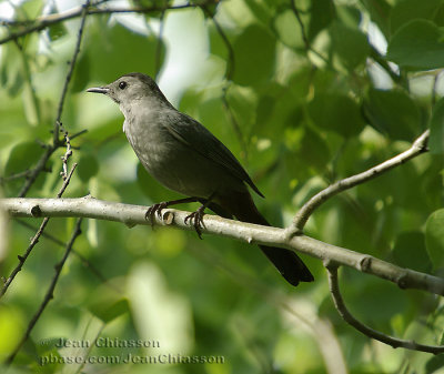 Moqueur Chat( Gray Catbird)