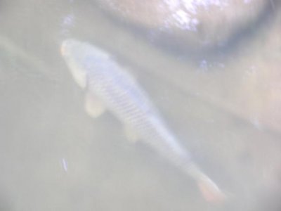 And we saw this 2-3 foot long carp under the bridge in the river!.JPG