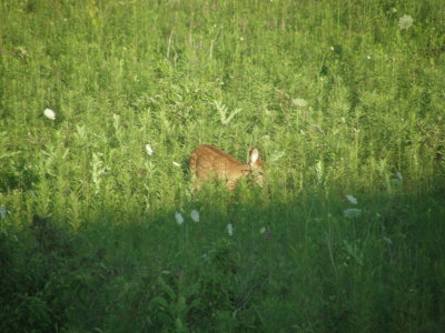 Now it's mid-July and a young fawn is in the field.JPG