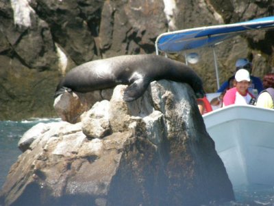 Los Arcos seal closeup2.JPG
