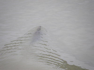 Croc near Gatun Lake in the middle of canal.JPG