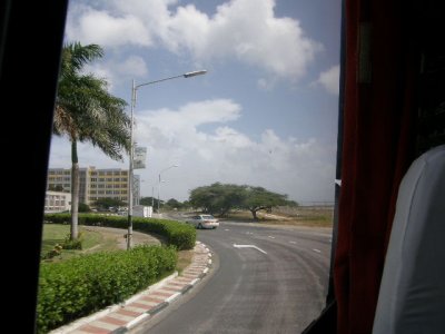 From the bus, manicured hedges and divi divi trees.JPG