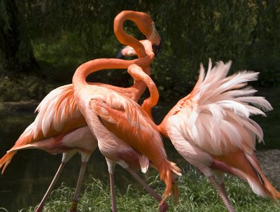 flamingoknot.jpg