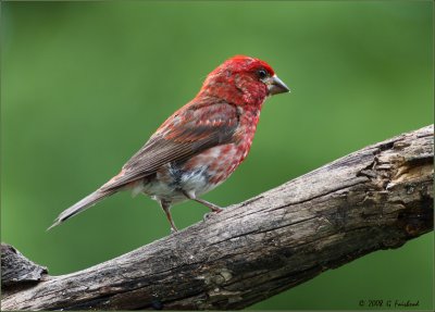 Another Purple Finch