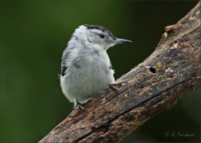 Juvenile White Breasted Nuthatch