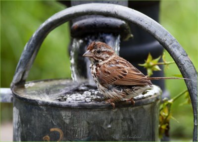 Watering Can Birdbath