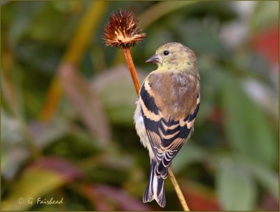 Goldfinch On Cone Flower