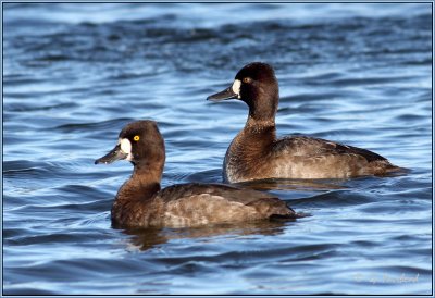Scaup Of A Lesser Kind